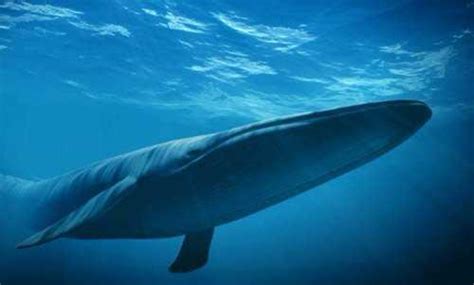 蓝鲸是地球有史以来最重的动物吗？或许有一种动物超过了它
