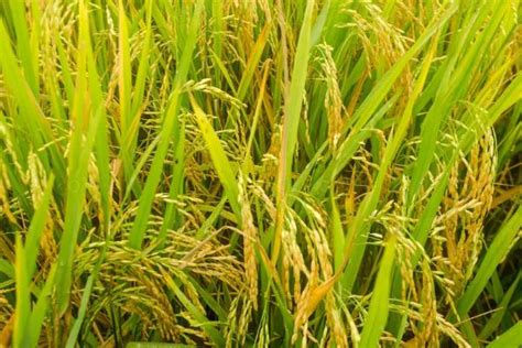 【稻亦有道】高产抗病杂交水稻找到基因“门牌号” - “稻”亦有道 - 新农资360网|土壤改良|果树种植|蔬菜种植|种植示范田|品牌展播|农资微专栏