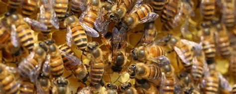 中华蜜蜂雄蜂图片,蜜蜂雄蜂蜂台辨认图片,中蜂雄蜂图片_大山谷图库