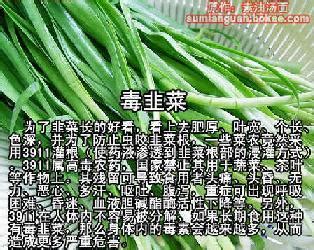 “小韭菜”成致富“大产业” 有机韭菜种出乡村振兴路 - 县区 - 济宁新闻网