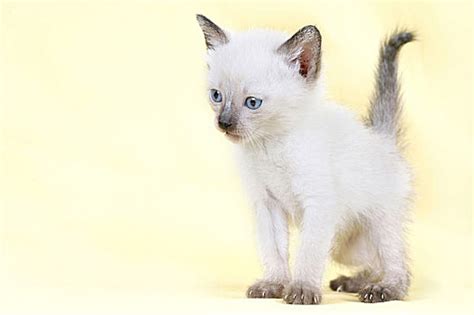 蓝白猫咪名字大全，蓝白猫名字大全洋气的-酷派宠物网