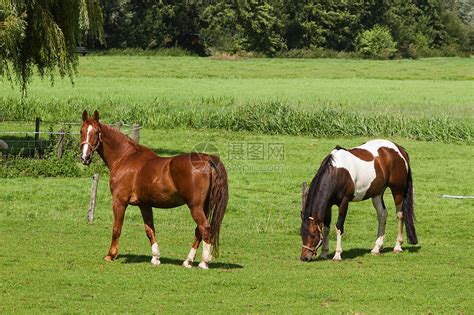 有两匹马的草地高清图片下载-正版图片320677730-摄图网