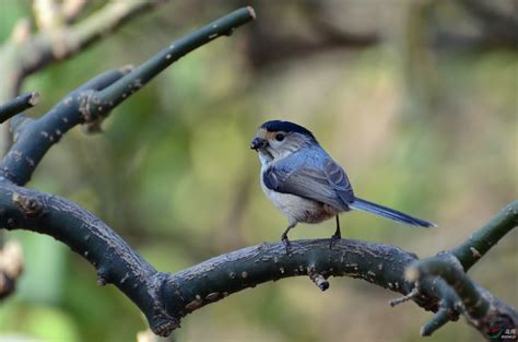 鸟也懂伦常，最新研究发现长尾山雀通过辨识叫声来避免近亲繁殖__财经头条