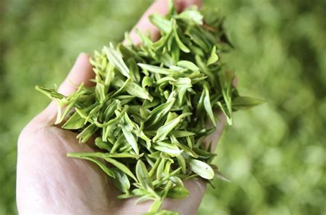 你了解多少绿茶的功效与作用？-药茶康养-山西药茶网-茶的味道，药的功效
