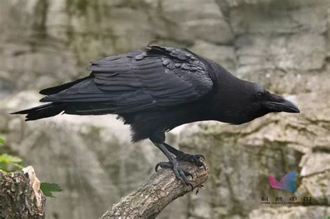 黑色的鸟有哪几种图片（请不要叫我乌鸦，乌鸫、乌鸦、八哥鸟和鹩哥四种黑鸟区分方法图解） | 说明书网