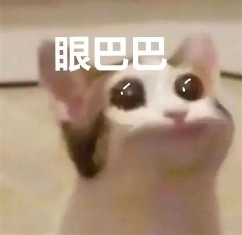 微信最近很火的猫猫狗狗可爱搞笑表情包图片大全_配图网