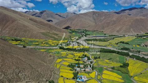 西藏山南：油菜花开美如画-人民图片网