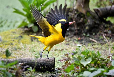 黄鹂——最美的鸟类之一，它也是最会“唱歌”的鸟！