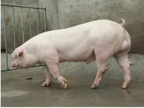 猪的常见种类有哪些？ - 惠农网
