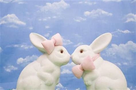 属兔的属相婚配表 十二个月属兔的婚配介绍_良辰吉日_婚庆百科_齐家网
