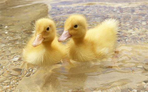 鸡鸭形影不离，每次小鸭子游泳的时候小鸡就站岸上看着，太可爱了 - 知乎