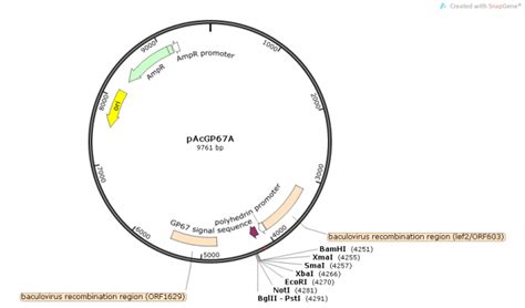 pBAD18-Kan 大肠杆菌蛋白表达质粒 araBAD启动子 阿拉伯糖HH-QT-045-质粒载体-ATCC-DSM-CCUG-泰斯拓生物