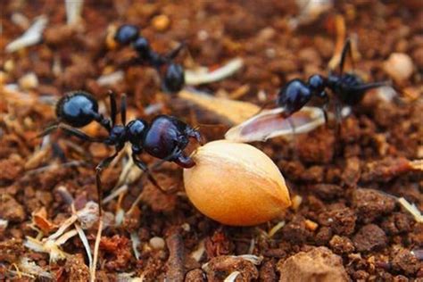 新手养蚂蚁的品种推荐_手机凤凰网