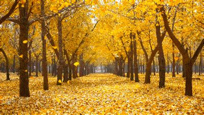 郁达夫《故都的秋》写尽北方秋天的美，英译版也让人着迷 - 知乎