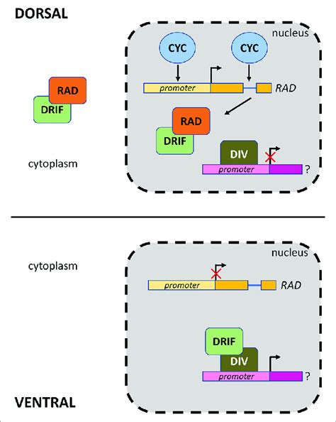 | Model of interaction of CYC, DIV, RAD, and DRIF proteins in ...