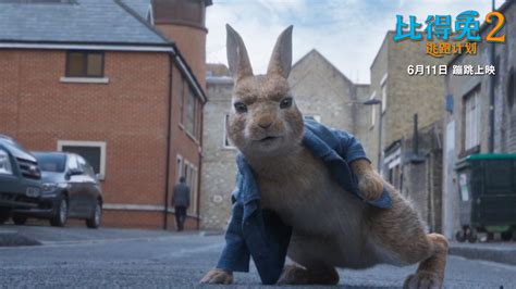 《比得兔》2.25提前点映 史上最疯狂动画主角出炉_手机凤凰网