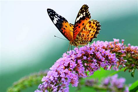 紫蝶幽谷，世界罕见的蝴蝶越冬地_斑蝶