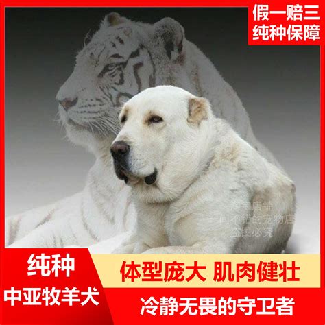 地球上10大最凶猛的狗，藏獒第五，高加索犬第四，第一真厉害 #千奇百趣 2017-宠物王