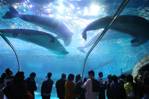 2024广州海洋馆游玩攻略,企鹅海师海豚表演值得一看，...【去哪儿攻略】
