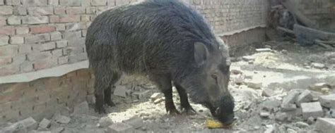 野猪变家猪用了上万年时间，而家猪变野猪只需要几百年|野猪|家猪|澳洲_新浪新闻