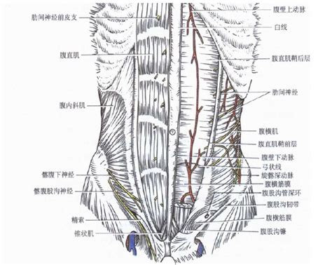 正常人体腹部解剖图谱-人体解剖图,_医学图库