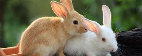 兔子的尾巴有什么作用 兔子的尾巴的作用_知秀网