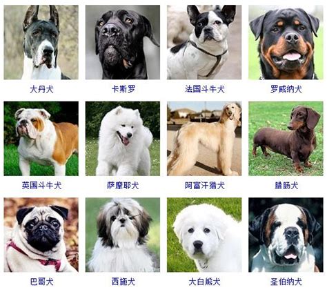 72种名犬,名犬名称及图片,名犬介绍及图片_大山谷图库