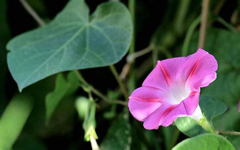 喇叭花的花语是什么?喇叭花的寓意和象征-花卉百科-中国花木网