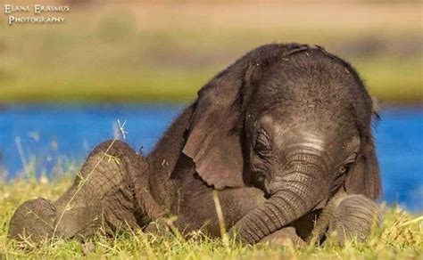 小象宝宝居然也能这么可爱，睡着后看起来好柔软！|小象宝宝|小象|署名_新浪新闻