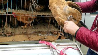 广州市民排队买鸡过“冬至”(图)-搜狐新闻