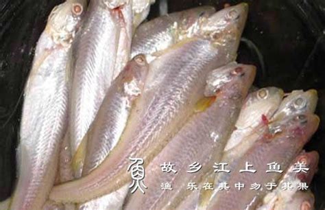 凤尾鱼养殖方法及注意事项 - 百科 - 酷钓鱼