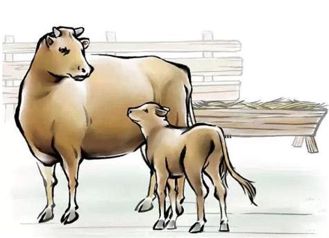 一头牛多少钱，附牛的养殖成本和利润分析 - 农敢网