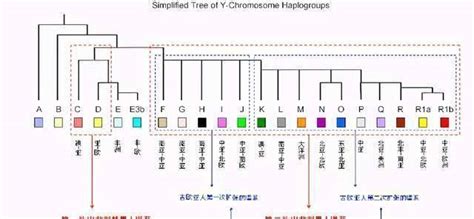 上海生科院研究人员发布首个全球人群基因组多样性和祖源信息数据库_凤凰网健康_凤凰网