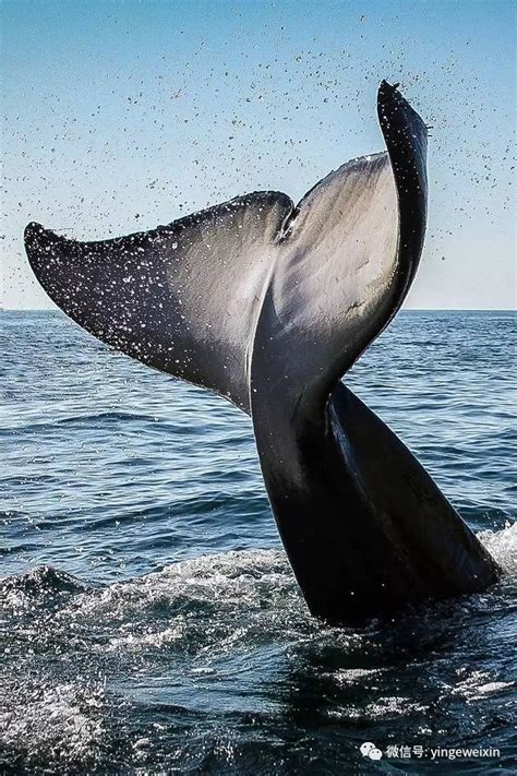 世界上最孤独的鲸鱼, 因嗓门太大, 唱歌听不懂被单身几十年