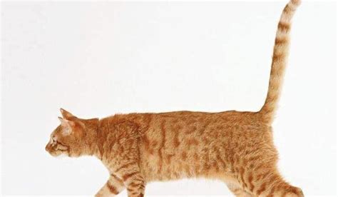 猫咪为什么夹着尾巴-百度经验