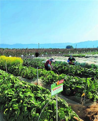 叶菜类蔬菜健康栽培法在肇庆推广应用 蔬菜质优安全省成本