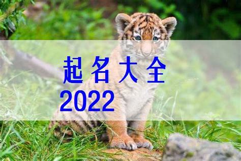 2022年几月出生的虎宝宝最好命-2022年几月份的老虎最好命 - 见闻坊