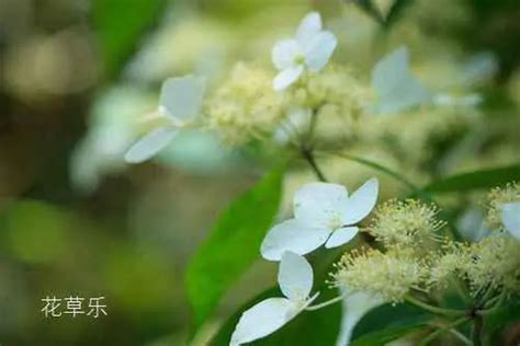 荼蘼花的花语（荼蘼花的意义与象征）-花语大全-花植网