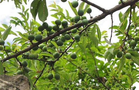 脆红李树栽培种植管理技术-种植技术-中国花木网