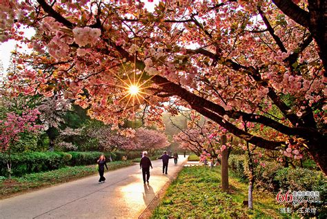 花溪公园樱花盛开-贵州旅游在线