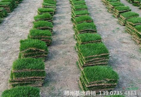 混播草坪种植自产自销大量出售草皮草卷青艺基地