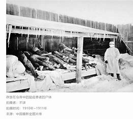 731部队用跳蚤感染鼠疫后咬人 的图像结果