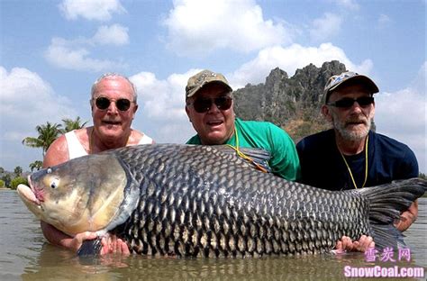 盘点世界上最大的鱼：一条够吃好几顿了_知秀网