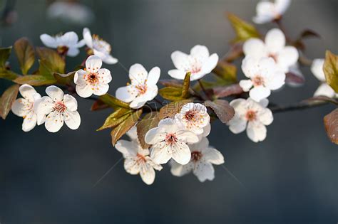 春天常见的观花小乔木都有哪些（如何看花识品种）-花街新闻-藤本月季网