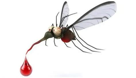 蚊子喜欢什么血型 雌雄蚊子的区别_知秀网