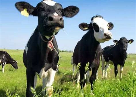 [奶牛批发]奶牛 精品小公牛小母牛三百多斤四百多斤的。 价格12000元/头 - 惠农网