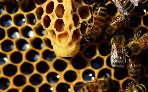 蜜蜂象征着什么 - 业百科