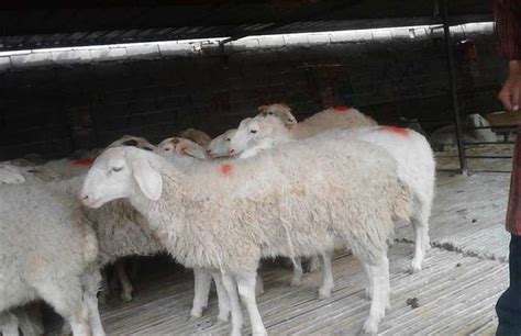 养10只母羊一年的利润-农百科