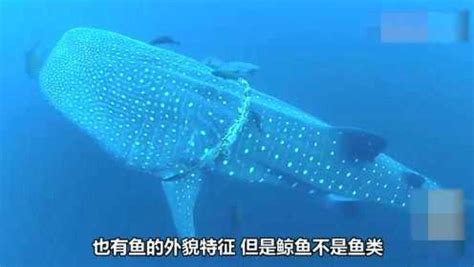 世界上最大的十种鱼类 鲸鲨第一，第七有“长江鱼王”之称_排行榜123网