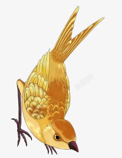 黄鹂鸟高清图片
